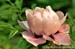 Rockii Peony: FENG HE